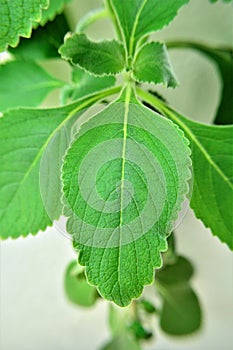 Leaf details of Plectranthus barbatus photo