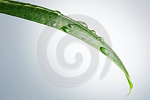 Leaf with dew