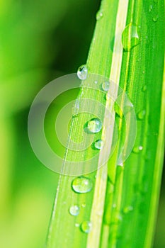 The leaf with dew