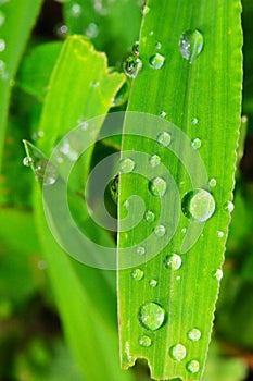 The leaf with dew