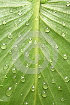 leaf with dew drop design