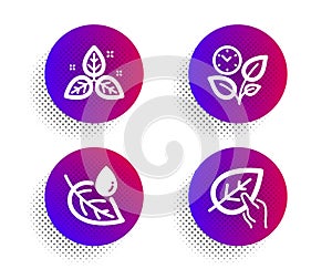 Leaf dew, Fair trade and Leaves icons set. Organic tested sign. Water drop, Leaf, Grow plant. Paraben. Vector