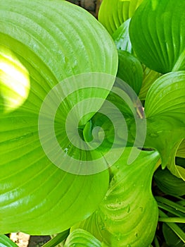 Leaf dew in the morning tuesday bestday