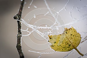 Leaf and Dew on Web at Abernethy Forest in Scotland.