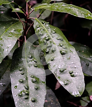 Leaf disease, Close up