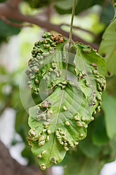 Leaf disease outbreak contact