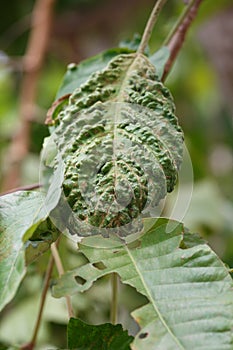 Leaf disease outbreak contact