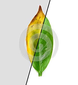 Leaf diseases and healthy plant before and after treatment. Zamioculcas ?ouseplant dry leaves
