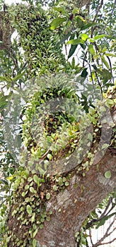 Leaf of dragon scales