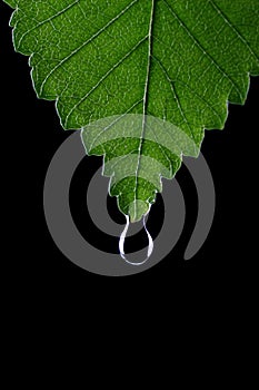 Leaf with droplet