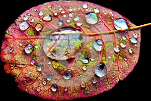 Leaf droplet droplets Color colors colour colours autumn pink green red yellow stem water vegetation tree bush magnification