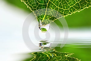 Leaf droplet over water