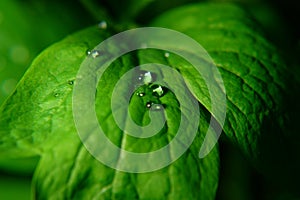 Leaf with drops