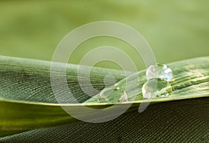 Leaf with drops