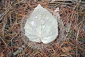 Leaf with drops on pine needles