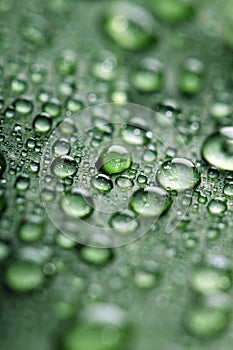 Leaf with drops of water