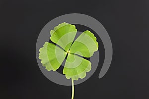 Leaf of a dwarf waterclover, Marsilea minuta, with a black background