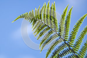 Leaf of a Eagle fern (Pteridium aquilinum)