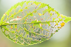 A leaf eaten by bugs