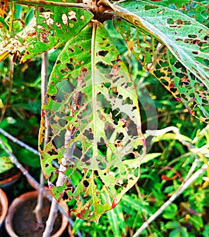 A leaf eaten by different insects