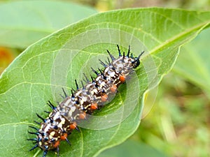 Leaf-eating caterpillar & x28;Doleschallia bisaltide& x29;