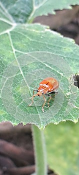 Leaf-eating insects and are plant pests