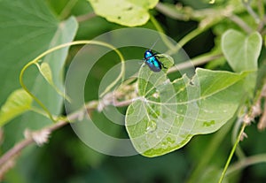 Leaf eating pests