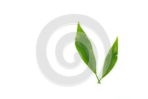 Leaf Edible-stemed Vine white background in studio photo