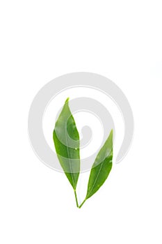 Leaf Edible-stemed Vine white background in studio photo
