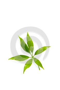 Leaf Edible-stemed Vine white background in studio