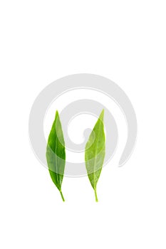 Leaf Edible-stemed Vine white background in studio