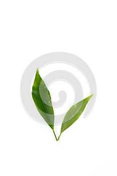 Leaf Edible-stemed Vine white background in studio