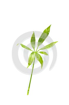 Leaf Edible-stemed Vine white background in studio photo
