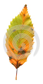 Leaf of elm tree. Elm tree autumn leaf isolated on white background