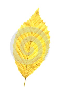 Leaf of elm tree. Elm tree autumn leaf isolated on white background