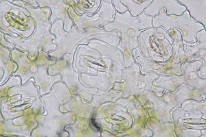 Leaf Epidermis Stomata under microscope. photo