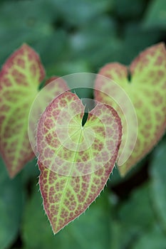 Leaf of an Epimedium flower