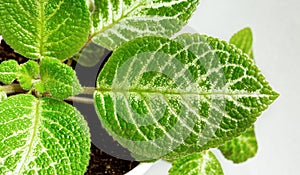 Leaf of Episcia Tropical Topaz on a gray background. Isolate.