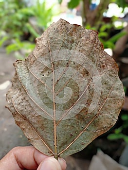 a leaf of Erythrina subumbrans is brown with a bit of dirt and wetness sticking to the leaf photo