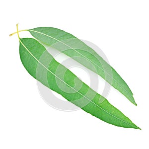 Leaf of eucalyptus