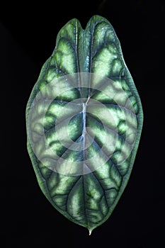 Leaf of exotic `Alocasia Baginda Cuprea Dragon Scale` house plant with bright green color and unique scale pattern isolated o