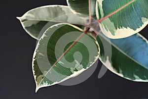 Leaf of exotic a `Ficus Elastica Variegata` rubber tree plant on black background