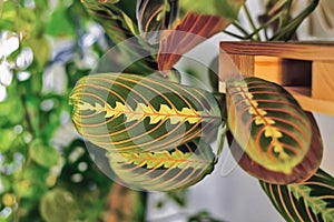 Leaf of exotic `Maranta Leuconeura Fascinator` houseplant with exotic red stripe pattern d