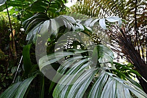 Leaf of exotic plant in Latin called Rhaphidophora decursiva.