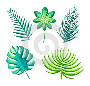 Leaf of Exotic Plants Set Vector Illustration