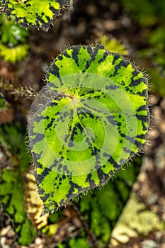 Eyelash Begonia photo