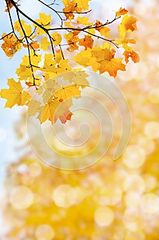 Leaf fall abstract background