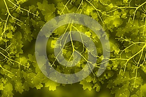 Leaf fall abstract background