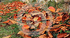 Leaf fall, autumn leaves on the path in the park