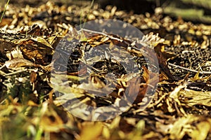 Leaf fall. Autumn yellow leaves closeup lying on the ground. Selective focus